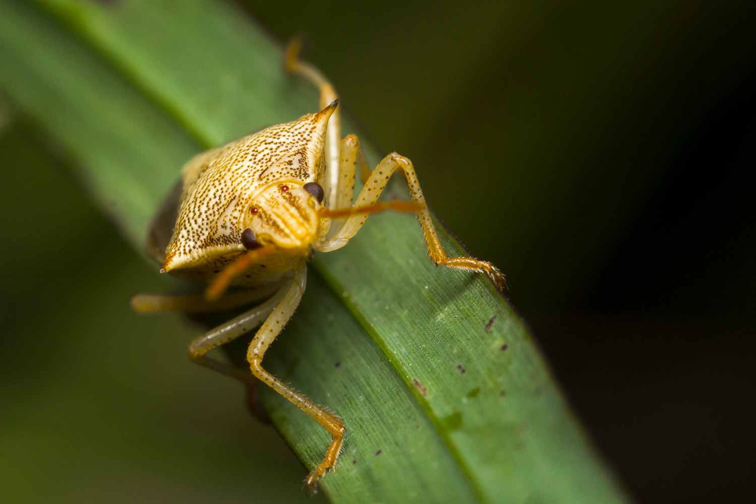 Rice Stink bug Barbados